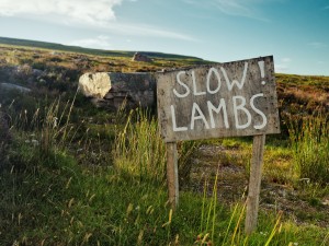 Slow Lambs